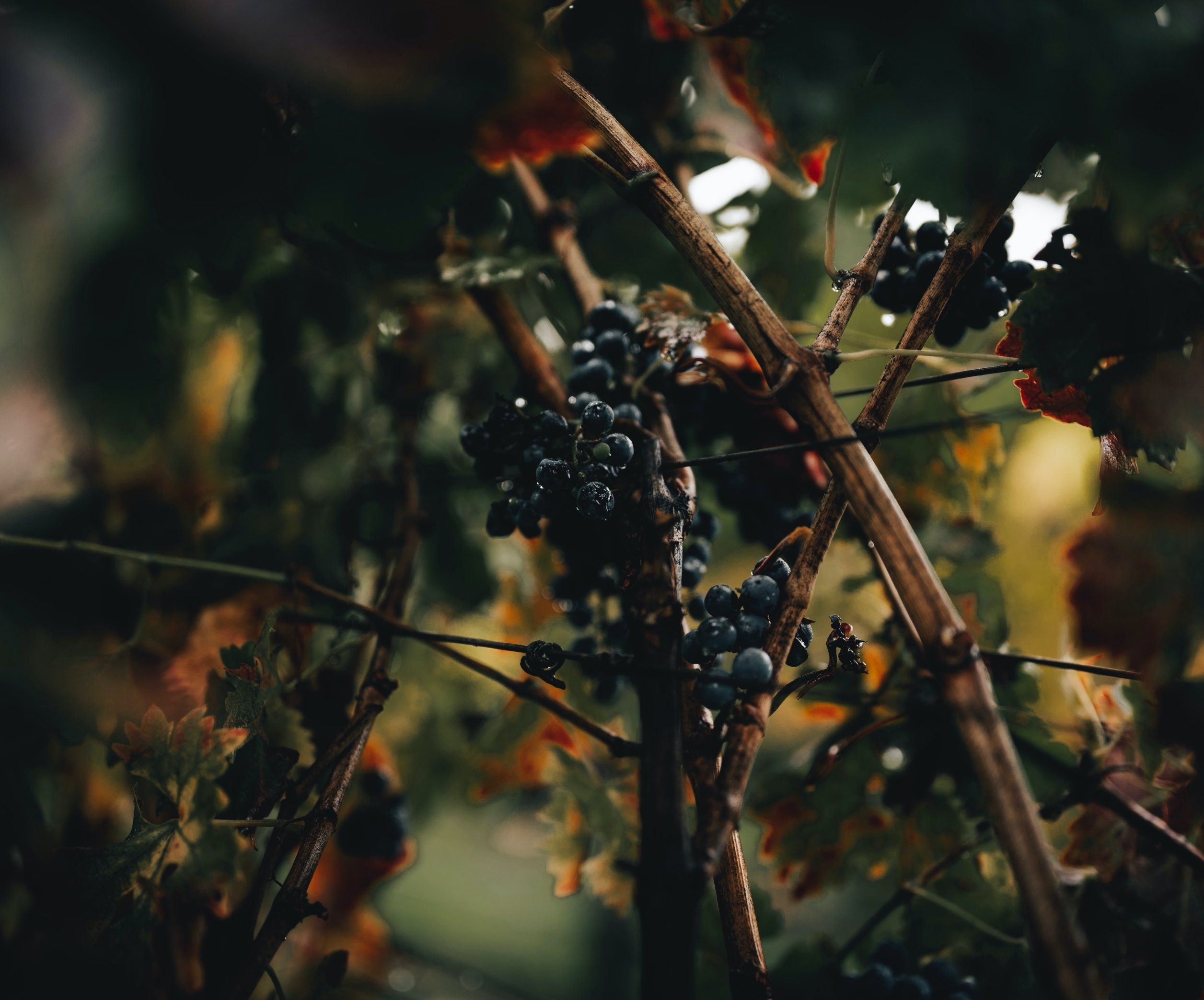 Как правильно ухаживать за виноградом осенью - полезные советы для дачников- Телеграф